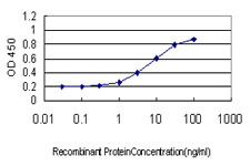 SMC6 Antibody - Detection limit for recombinant GST tagged SMC6L1 is approximately 0.3 ng/ml as a capture antibody.