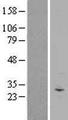 SMCO1 Protein - Western validation with an anti-DDK antibody * L: Control HEK293 lysate R: Over-expression lysate
