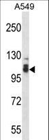 SMEK2 Antibody - SMEK2 Antibody western blot of A549 cell line lysates (35 ug/lane). The SMEK2 antibody detected the SMEK2 protein (arrow).