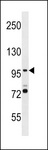 SMG5 Antibody - SMG5 Antibody western blot of WiDr cell line lysates (35 ug/lane). The SMG5 antibody detected the SMG5 protein (arrow).
