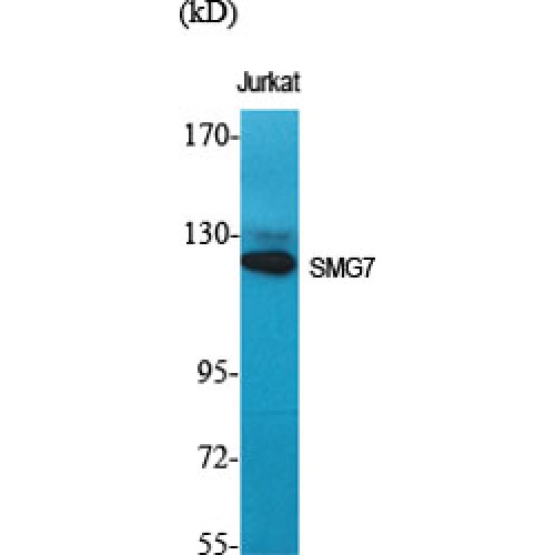 SMG7 Antibody - Western blot of SMG7 antibody