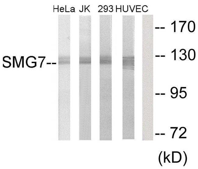 SMG7 Antibody - Western blot analysis of lysates from HeLa, Jurkat, 293, and HUVEC cells, using SMG7 Antibody. The lane on the right is blocked with the synthesized peptide.