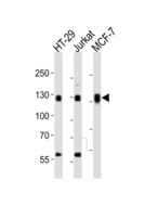 SMG7 Antibody - Western blot of lysates from HT-29, Jurkat, MCF-7 cell line (from left to right) with SMG7 Antibody. Antibody was diluted at 1:1000 at each lane. A goat anti-rabbit IgG H&L (HRP) at 1:10000 dilution was used as the secondary antibody. Lysates at 20 ug per lane.