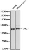 SMG7 Antibody - Western blot analysis of extracts of various cell lines, using SMG7 antibody at 1:1000 dilution. The secondary antibody used was an HRP Goat Anti-Rabbit IgG (H+L) at 1:10000 dilution. Lysates were loaded 25ug per lane and 3% nonfat dry milk in TBST was used for blocking. An ECL Kit was used for detection and the exposure time was 90s.