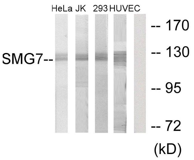 SMG7 Antibody - Western blot analysis of extracts from HeLa cells, Jurkat cells, 293 cells and HUVEC cells, using SMG7 antibody.
