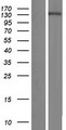 SMG7 Protein - Western validation with an anti-DDK antibody * L: Control HEK293 lysate R: Over-expression lysate