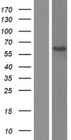 SMG9 Protein - Western validation with an anti-DDK antibody * L: Control HEK293 lysate R: Over-expression lysate
