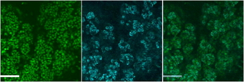 Smgc Antibody - Smgc antibody (4 ug/ml) staining of Mouse SubMandibular Gland cells at E18. Nuclear counterstain with DAPI in green.