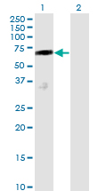 SMIF / DCP1A Antibody - Western blot of DCP1A expression in transfected 293T cell line by DCP1A monoclonal antibody (M01), clone 2D12.