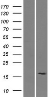 SMIM15 / C5orf43 Protein - Western validation with an anti-DDK antibody * L: Control HEK293 lysate R: Over-expression lysate
