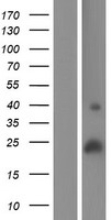 SMIM24 / C19orf77 Protein - Western validation with an anti-DDK antibody * L: Control HEK293 lysate R: Over-expression lysate