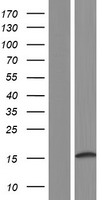 SMIM3 / C5orf62 Protein - Western validation with an anti-DDK antibody * L: Control HEK293 lysate R: Over-expression lysate