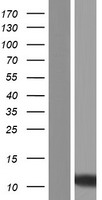 SMIM5 Protein - Western validation with an anti-DDK antibody * L: Control HEK293 lysate R: Over-expression lysate