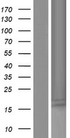 SMLR1 Protein - Western validation with an anti-DDK antibody * L: Control HEK293 lysate R: Over-expression lysate
