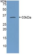 SMMHC / MYH11 Antibody - Western Blot; Sample: Recombinant MYH11, Rat.