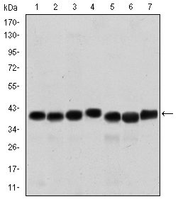 SMN1 Antibody - Western blot using SMN1 mouse monoclonal antibody against HepG2 (1), HeLa (2), K562 (3), Jurkat (4), SKBR-3 (5), A431 (6) and Cos7 (7) cell lysate.