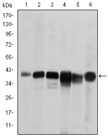 SMN1 Antibody - Western blot using SMN1 mouse monoclonal antibody against RAJI (1), Cos7 (2), Jurkat (3), K562 (4), HeLa (5) and HepG2 (6) cell lysate.