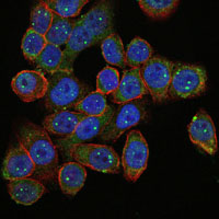 SMN1 Antibody - Immunofluorescence of HepG2 cells using SMN1 mouse monoclonal antibody (green). Blue: DRAQ5 fluorescent DNA dye. Red: Actin filaments have been labeled with Alexa Fluor-555 phalloidin.