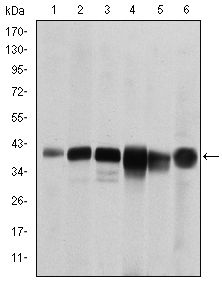 SMN1 Antibody - SMN Antibody in Western Blot (WB)