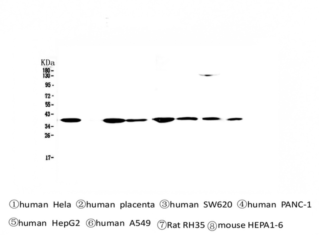 SMN1 Antibody - Western blot analysis of SMN1/2 using anti-SMN1/2 antibody. Electrophoresis was performed on a 5-20% SDS-PAGE gel at 70V (Stacking gel) / 90V (Resolving gel) for 2-3 hours. The sample well of each lane was loaded with 50ug of sample under reducing conditions. Lane 1: human Hela whole cell lysates, Lane 2: human placenta tissue lysates, Lane 3: human SW620 whole cell lysates, Lane 4: human PANC-1 whole cell lysates, Lane 5: human HepG2 whole cell lysates, Lane 6: human A549 whole cell lysates, Lane 7: rat RH35 whole cell lysates, Lane 8: mouse HEPA1-6 whole cell lysates. After Electrophoresis, proteins were transferred to a Nitrocellulose membrane at 150mA for 50-90 minutes. Blocked the membrane with 5% Non-fat Milk/ TBS for 1.5 hour at RT. The membrane was incubated with mouse anti-SMN1/2 antigen affinity purified monoclonal antibody at 0.5 µg/mL overnight at 4°C, then washed with TBS-0.1% Tween 3 times with 5 minutes each and probed with a Biotin Conjugated goat anti-mouse IgG secondary antibody at a dilution of 1:10000 for 1.5 hour at RT. The signal is developed using an Enhanced Chemiluminescent detection (ECL) kit with Tanon 5200 system.