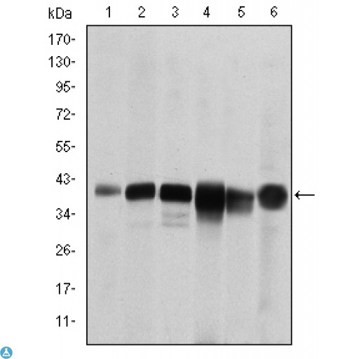 SMN1 Antibody - Western Blot (WB) analysis using SMN1 Monoclonal Antibody against RAJI (1), Cos7 (2), Jurkat (3), K562 (4), HeLa (5) and HepG2 (6) cell lysate.