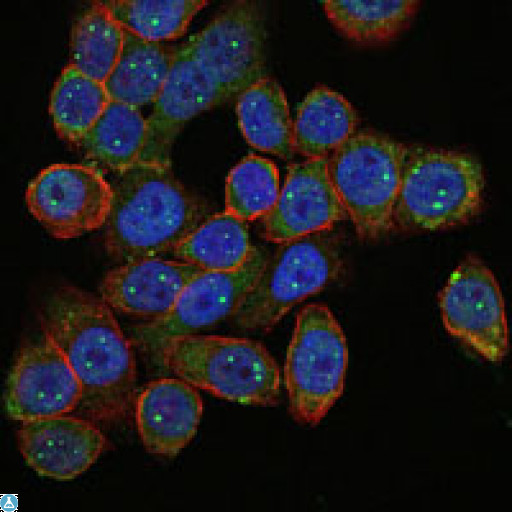 SMN1 Antibody - Immunofluorescence (IF) analysis of HepG2 cells using SMN1 Monoclonal Antibody (green). Blue: DRAQ5 fluorescent DNA dye. Red: Actin filaments have been labeled with Alexa Fluor-555 phalloidin.