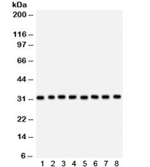 SMN1/SMN2 Antibody