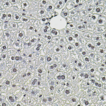 SMN2 Antibody - Immunohistochemistry of paraffin-embedded mouse liver using SMN2 antibody(40x lens).