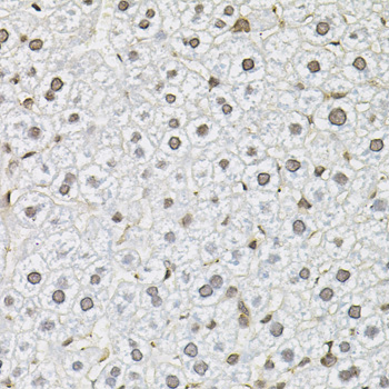 SMN2 Antibody - Immunohistochemistry of paraffin-embedded mouse liver using SMN2 antibody (40x lens).