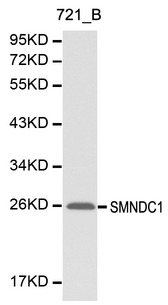 SMNDC1 Antibody - Western blot of SMNDC1 pAb in extracts from 721_B cells.
