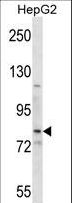 SMO / Smoothened Antibody - SMO Antibody western blot of HepG2 cell line lysates (35 ug/lane). The SMO antibody detected the SMO protein (arrow).