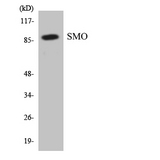 SMO / Smoothened Antibody - Western blot analysis of the lysates from HepG2 cells using SMO antibody.