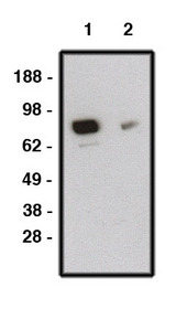 SMO / Smoothened Antibody - Western blot of SMO antibody (LS-C140596P) on human brain lysate. Lysate loaded at 15 ug/lane. Antibody used at 10 ug/ml (1) and 5 ug/ml (2) dilution. Secondary antibody, mouse anti-rabbit-HRP, used at 1:150K dilution.