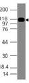 SMO / Smoothened Antibody - Fig-1: Western blot analysis of SMO. Anti- SMO antibody was used at 1 µg/ml on K562 lysate.