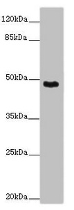 SMOC1 Antibody - Western blot All Lanes: SMOC1 antibody at 14 ug/ml+ Mouse skeletal muscle tissue Secondary Goat polyclonal to rabbit IgG at 1/10000 dilution Predicted band size: 48 kDa Observed band size: 48 kDa