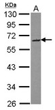 SMOC2 Antibody - Sample (30 ug of whole cell lysate) A: HepG2 10% SDS PAGE SMOC2 antibody diluted at 1:1000