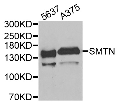 Smoothelin Antibody - Western blot analysis of extracts of various cells.