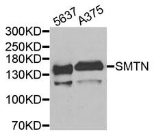 Smoothelin Antibody - Western blot analysis of extracts of various cells.