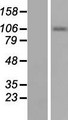 Smoothelin Protein - Western validation with an anti-DDK antibody * L: Control HEK293 lysate R: Over-expression lysate