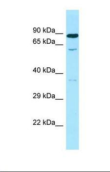 SMOX / PAO Antibody - Western blot of Human Fetal Kidney. SMOX antibody dilution 1.0 ug/ml.  This image was taken for the unconjugated form of this product. Other forms have not been tested.