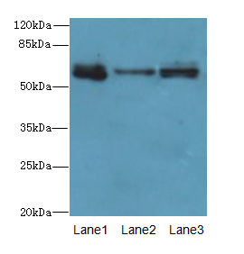 SMOX / PAO Antibody - Western blot. All lanes: Smox antibody at 3 ug/ml. Lane 1: PC-3 whole cell lysate. Lane 2: A549 whole cell lysate. Lane 3: 293T whole cell lysate. Secondary Goat polyclonal to Rabbit IgG at 1:10000 dilution. Predicted band size: 62 kDa. Observed band size: 62 kDa.