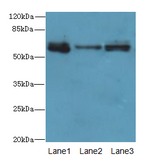 SMOX / PAO Antibody - Western blot. All lanes: Smox antibody at 3 ug/ml. Lane 1: PC-3 whole cell lysate. Lane 2: A549 whole cell lysate. Lane 3: 293T whole cell lysate. Secondary Goat polyclonal to Rabbit IgG at 1:10000 dilution. Predicted band size: 62 kDa. Observed band size: 62 kDa.