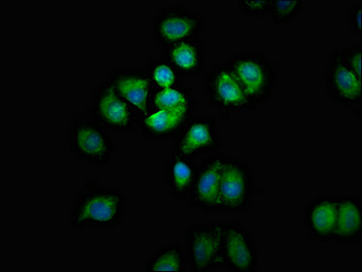 SMOX / PAO Antibody - Immunofluorescent analysis of A549 cells at a dilution of 1:100 and Alexa Fluor 488-congugated AffiniPure Goat Anti-Rabbit IgG(H+L)