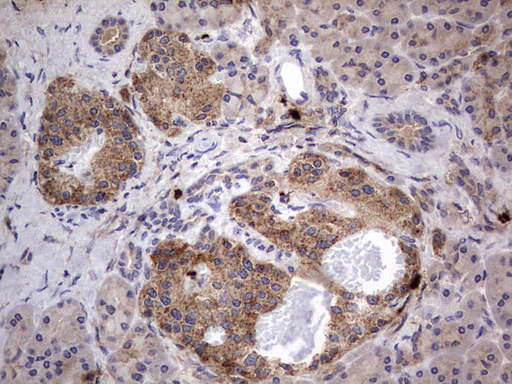 SMPD1 / Acid Sphingomyelinase Antibody - IHC of paraffin-embedded Human pancreas tissue using anti-SMPD1 mouse monoclonal antibody. (Heat-induced epitope retrieval by 1 mM EDTA in 10mM Tris, pH8.5, 120°C for 3min).
