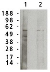 SMPD1 / Acid Sphingomyelinase Antibody - Western blot of acid sphingomyelinase antibody on normal human brain lysate (7 ug/lane). Antibody used at 1 ug/ml (1) and 0.5 ug/ml (2) and detected using mouse anti-rabbit antibody at 1:75k dilution and visualized using Pierce West Femto substrate.