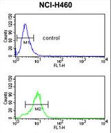 SMPD2 Antibody - SMPD2 Antibody flow cytometry of NCI-H460 cells (bottom histogram) compared to a negative control cell (top histogram). FITC-conjugated goat-anti-rabbit secondary antibodies were used for the analysis.