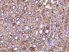 SMPD2 Antibody - Immunochemical staining of human SMPD2 in human kidney with rabbit polyclonal antibody at 1:100 dilution, formalin-fixed paraffin embedded sections.