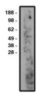 SMPD3 / NSMASE2 Antibody - Western blot of nSMase2 antibody on human brain lysate. Lysate used at 14 ug/lane. Antibody used at 10
