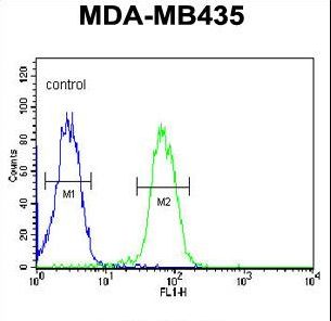 SMPDL3A Antibody - ASM3A Antibody flow cytometry of MDA-MB435 cells (right histogram) compared to a negative control cell (left histogram). FITC-conjugated goat-anti-rabbit secondary antibodies were used for the analysis.