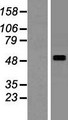 SMPDL3A Protein - Western validation with an anti-DDK antibody * L: Control HEK293 lysate R: Over-expression lysate